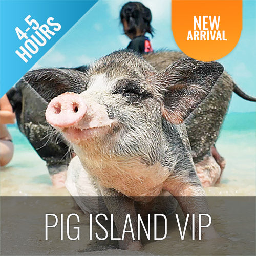 PIG ISLAND SNORKELING KOH MUDSUM & KOH TAN SPEED BOAT VIP TOUR - kohsamui.tours