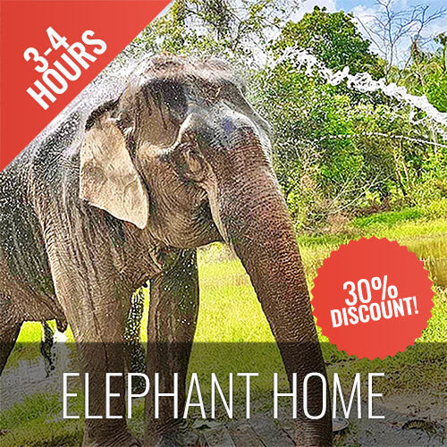 Half Day Activity Koh Samui Elephant Home Animal Shelter - kohsamui.tours