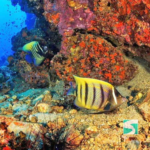 Koh Samui diving course - pool & open sea - kohsamui.tours