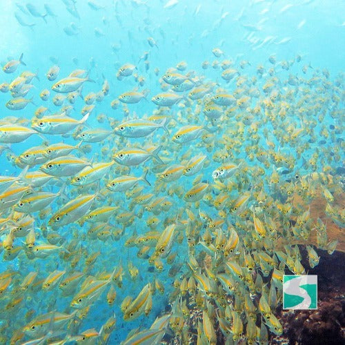 Trial Diving Koh Tao - Experience the open sea - kohsamui.tours