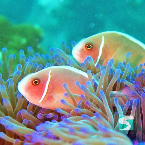 Trial Diving Koh Tao - Experience the open sea - kohsamui.tours