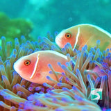 Trial Diving Koh Tao - Experience the open sea - kohsamui.tours