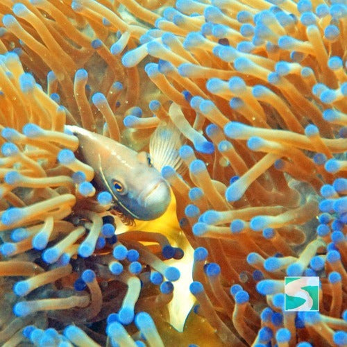 Trial Diving Koh Tao - Experience the open sea - kohsamui.tours