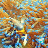 Trial Diving Koh Tao - Experience the open sea - kohsamui.tours