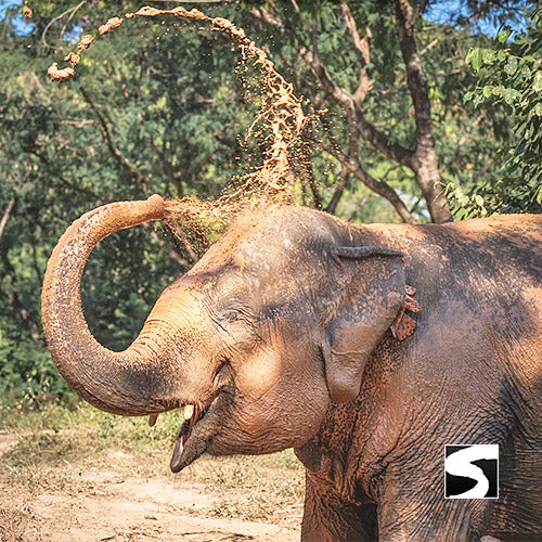 Elephant Sanctuary Samui - Ethical Animal Activity - kohsamui.tours