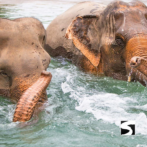 Elephant Sanctuary Samui - Ethical Animal Activity - kohsamui.tours
