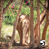Elephant Sanctuary Samui - Ethical Animal Activity - kohsamui.tours