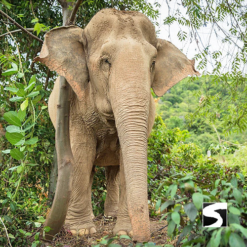 Elephant Sanctuary Samui - Ethical Animal Activity - kohsamui.tours