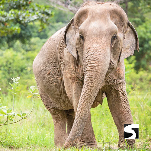 Elephant Sanctuary Samui - Ethical Animal Activity - kohsamui.tours