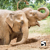 Elephant Sanctuary Samui - Ethical Animal Activity - kohsamui.tours