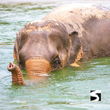 Elephant Sanctuary Samui - Ethical Animal Activity - kohsamui.tours