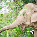 Elephant Sanctuary Samui - Ethical Animal Activity - kohsamui.tours