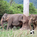 Half Day Activity Koh Samui Elephant Home Animal Shelter