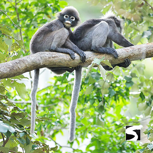 PRIVATE SPEED BOAT TOUR ANGTHONG MARINE PARK FULL-DAY - kohsamui.tours