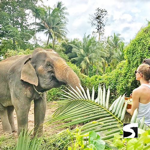 Cruise Ship Tour 6 Attractions Koh Samui - kohsamui.tours