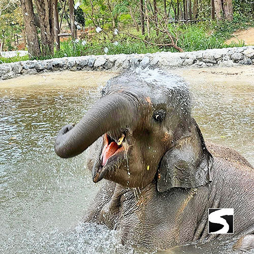Elephant Kingdom Koh Samui - kohsamui.tours