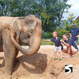 Half Day Activity Koh Samui Elephant Home Animal Shelter - kohsamui.tours