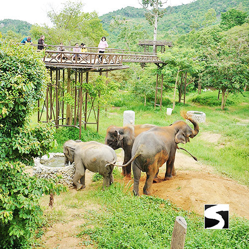 Elephant Kingdom Koh Samui - kohsamui.tours