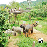 Elephant Kingdom Koh Samui - kohsamui.tours