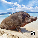 PIG ISLAND SNORKELING KOH MUDSUM & KOH TAN SPEED BOAT VIP TOUR - kohsamui.tours