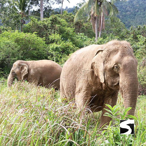 Half Day Activity Koh Samui Elephant Home Animal Shelter - kohsamui.tours