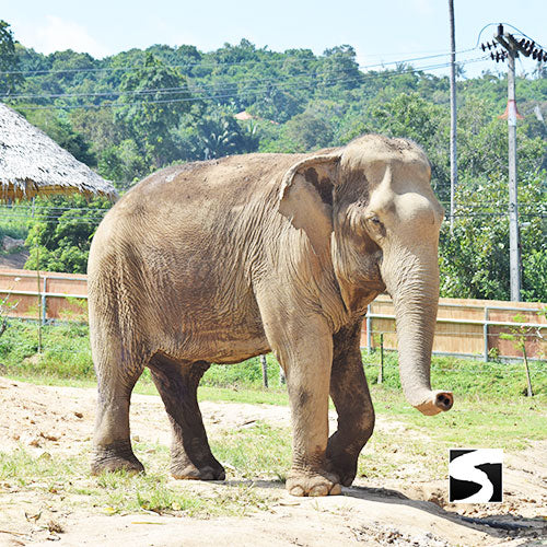 Koh Samui Elephant Home - Animal Activity - kohsamui.tours