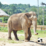 Koh Samui Elephant Home - Animal Activity - kohsamui.tours