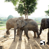 Koh Samui Elephant Home - Animal Activity - kohsamui.tours