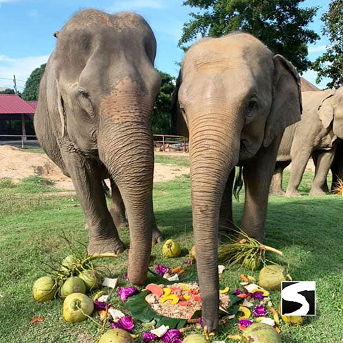 Koh Samui Elephant Home - Animal Activity - kohsamui.tours
