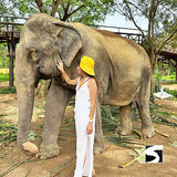 Elephant Kingdom Koh Samui - kohsamui.tours