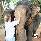 Half Day Activity Koh Samui Elephant Home Animal Shelter - kohsamui.tours