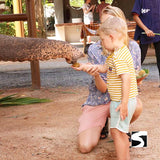 Koh Samui Elephant Home Animal Shelter Feeding Activity
