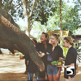 Koh Samui Elephant Home Animal Shelter Feeding Activity