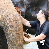 Half Day Activity Koh Samui Elephant Home Animal Shelter - kohsamui.tours