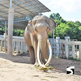 Koh Samui Elephant Home - Animal Activity - kohsamui.tours