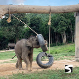 Koh Samui Elephant Home - Animal Activity - kohsamui.tours