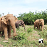 Half Day Activity Koh Samui Elephant Home Animal Shelter - kohsamui.tours