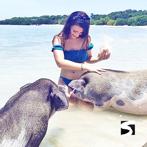 Amazing Pig Island Tour - Cruise Ship Tours - kohsamui.tours