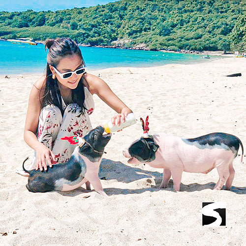 Amazing Pig Island Tour - Cruise Ship Tours - kohsamui.tours