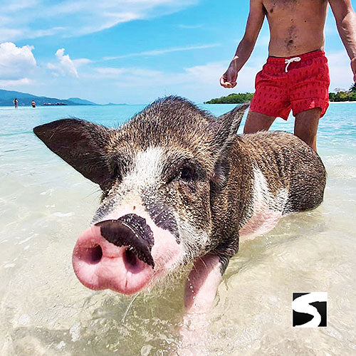 Amazing Pig Island Tour - Cruise Ship Tours - kohsamui.tours