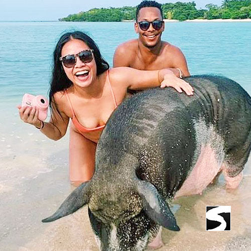 Amazing Pig Island Tour - Cruise Ship Tours - kohsamui.tours