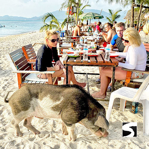 Amazing Pig Island Tour - Cruise Ship Tours - kohsamui.tours