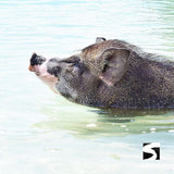 Unique snorkel Tour Pig Island  Koh Tan & Koh Mudsum - kohsamui.tours