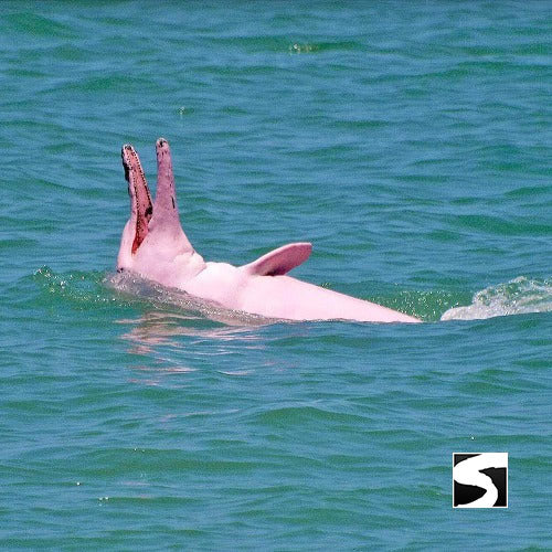 Koh Samui Pink Dolphin tour Khanom - kohsamui.tours