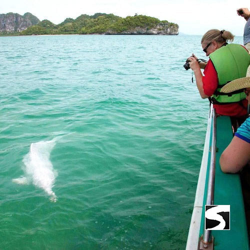 Cruise Ship Tour Pink Dolphins Khanom - kohsamui.tours