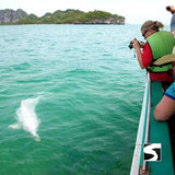 Cruise Ship Tour Pink Dolphins Khanom - kohsamui.tours