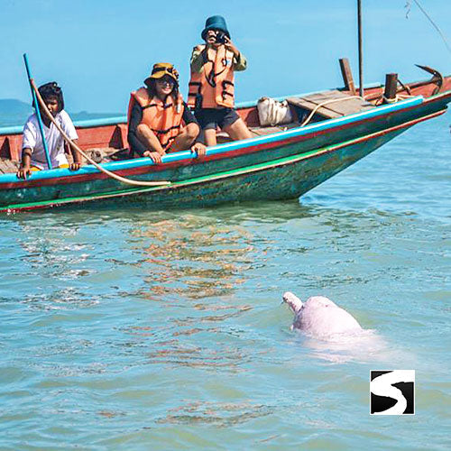Cruise Ship Tour Pink Dolphins Khanom - kohsamui.tours
