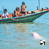 Cruise Ship Tour Pink Dolphins Khanom - kohsamui.tours