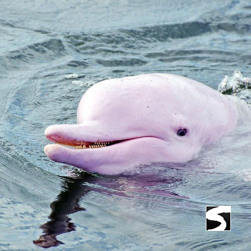 Cruise Ship Tour Pink Dolphins Khanom - kohsamui.tours