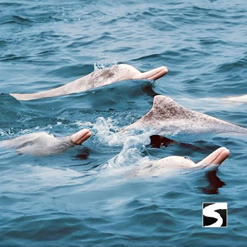 Cruise Ship Tour Pink Dolphins Khanom - kohsamui.tours